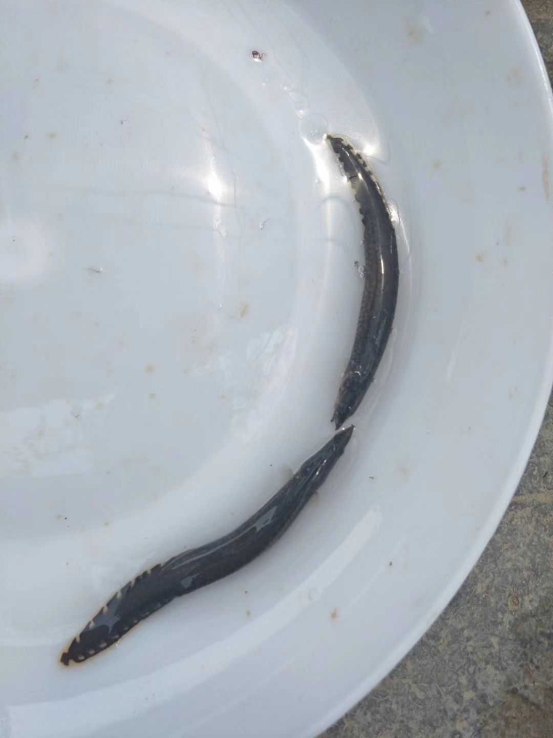 泥鳅苗  中华刺鳅苗  刀鳅鱼苗  芝麻锯苗  刺鳅苗