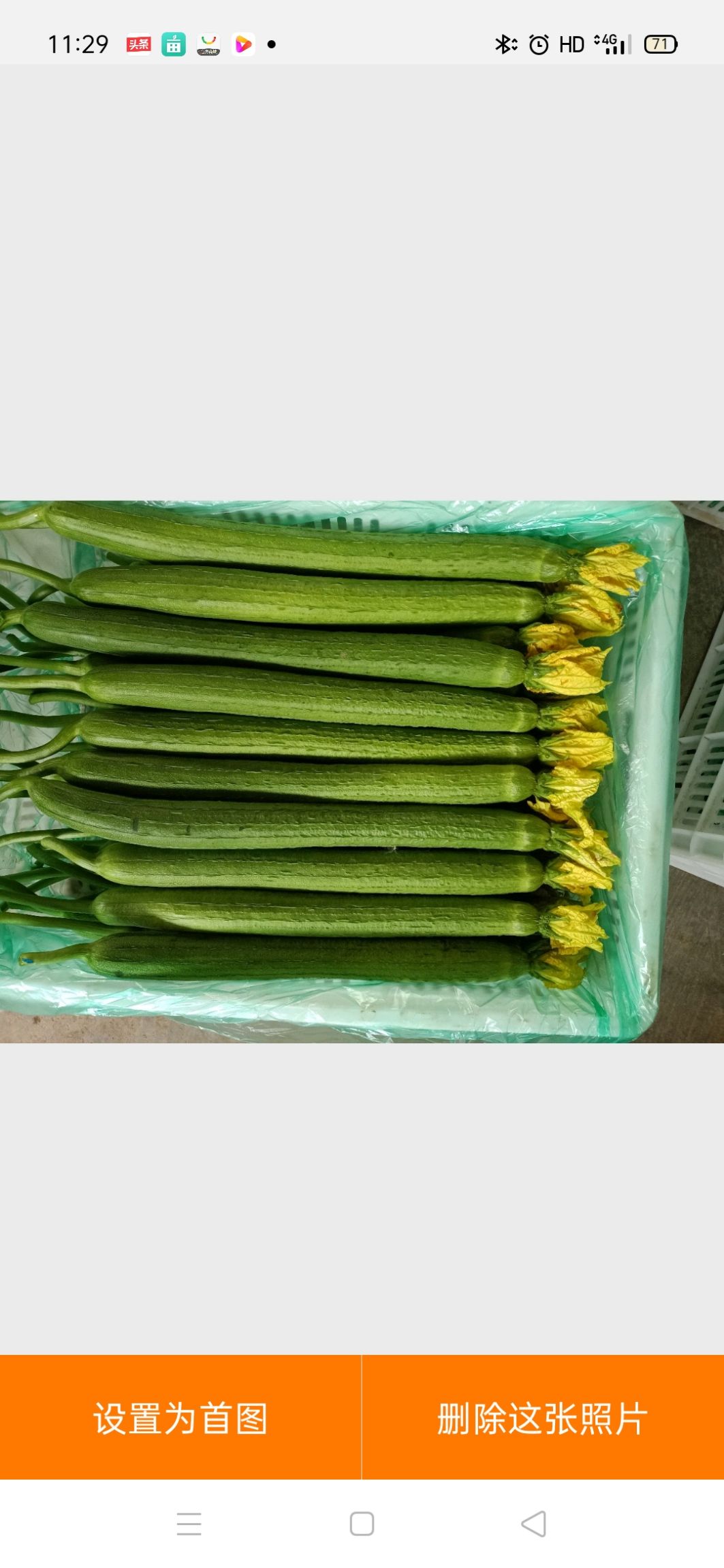 鲜花丝瓜 江苏省连云港市东海县 30~50cm