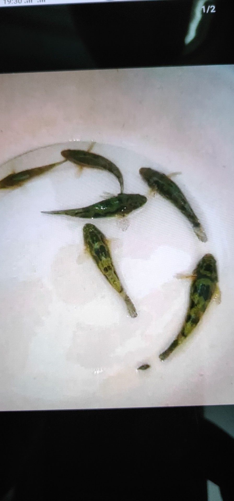 笋壳鱼苗  、竹壳鱼苗、杂交笋壳苗、竹壳苗