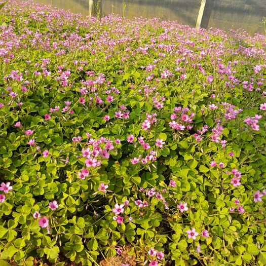 红花醡浆草 青叶醡酱草 昆明市宜良县基地直供