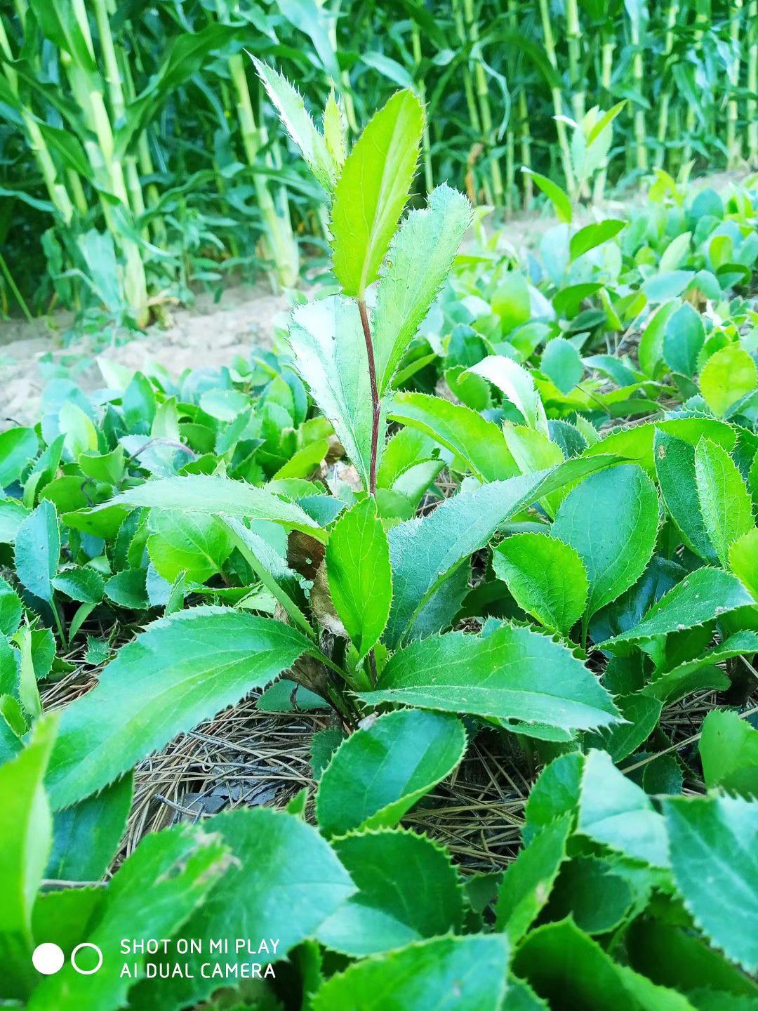 苍术种苗  一年生北苍术苗 精选  基地直发