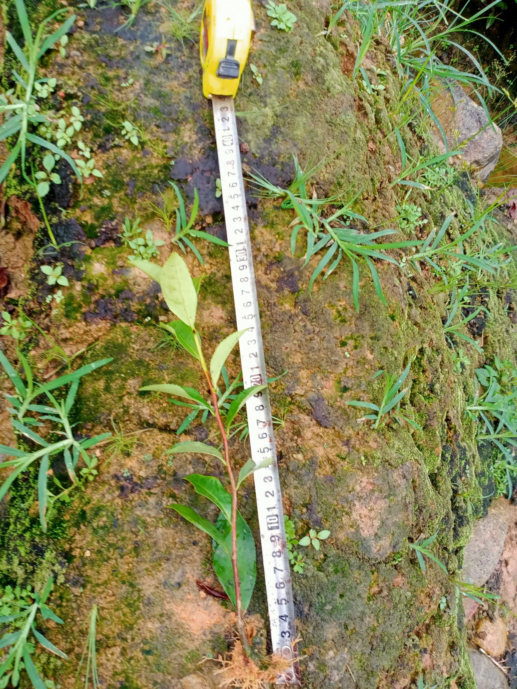 大叶种茶树苗 货好质量品质都好