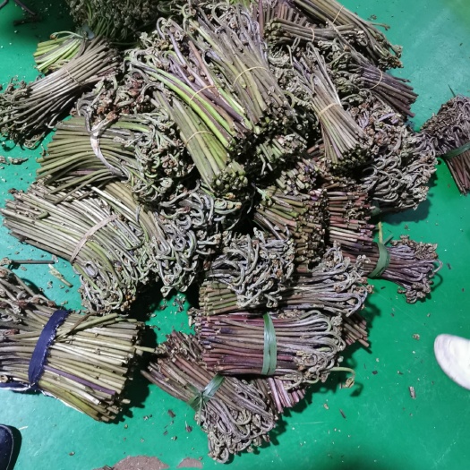 贵定县贵州高山野生蕨菜