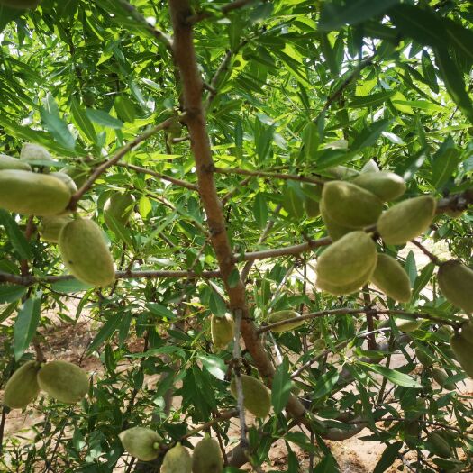 夏县桃树嫁接枝条  巴旦木根系树苗