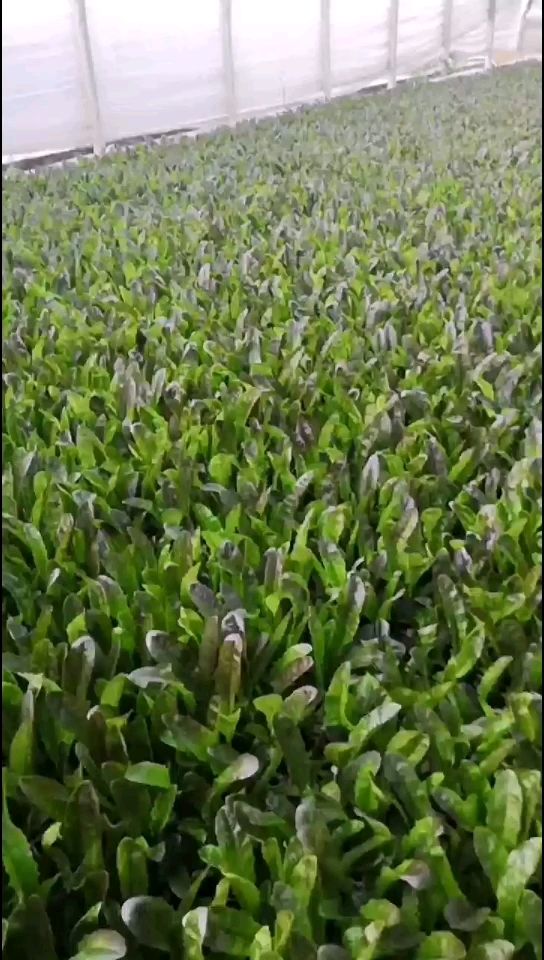 青香红尖莴笋苗，茶氏育苗有限公司，常年供应各种各样莴笋苗