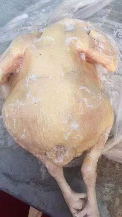 鸡肉  二级三黄鸡白条，常年供应 价格不高