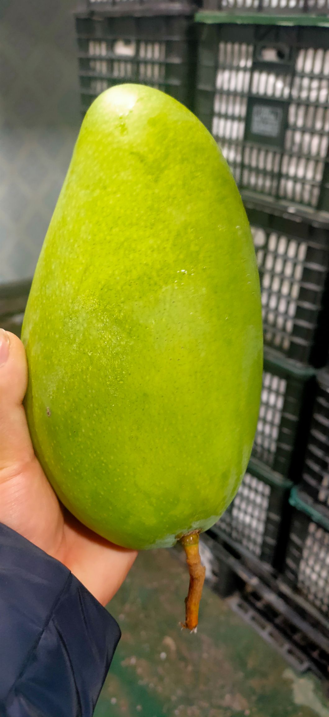 越南大青芒现货，发货7～8分熟，坏果拍照包赔