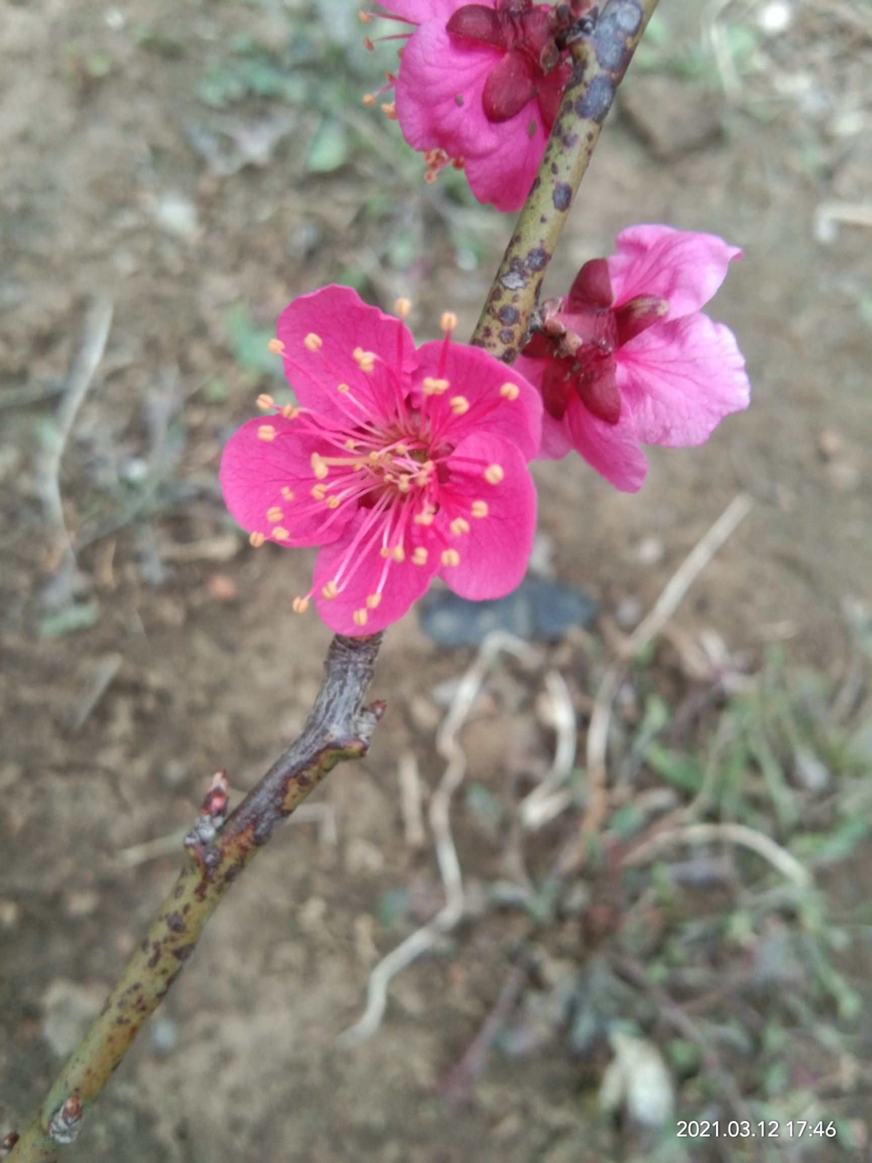 梅花  红梅，，红梅，绿梅，宫粉，朱砂等等多个品种