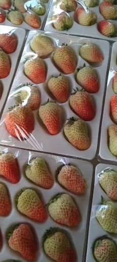 红颜草莓  南方品质4-5层熟辽宁丹东东港九九草莓支持代工
