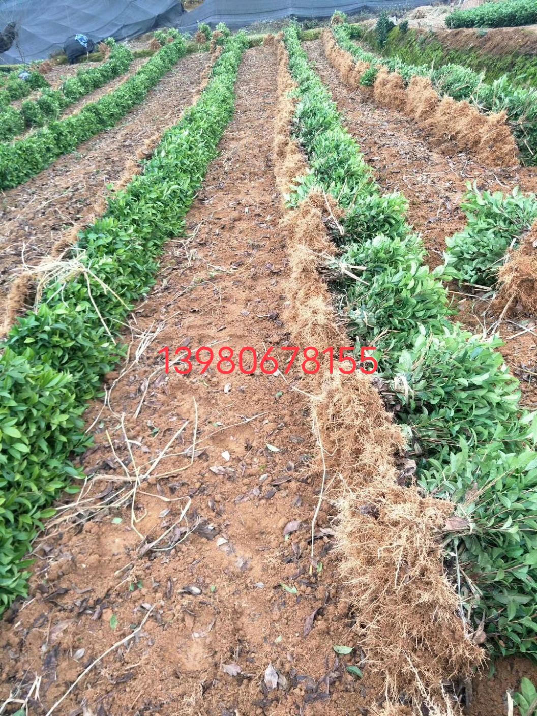 茶树苗  福鼎白茶名选131福选九号蒙山九号安吉白茶苗等