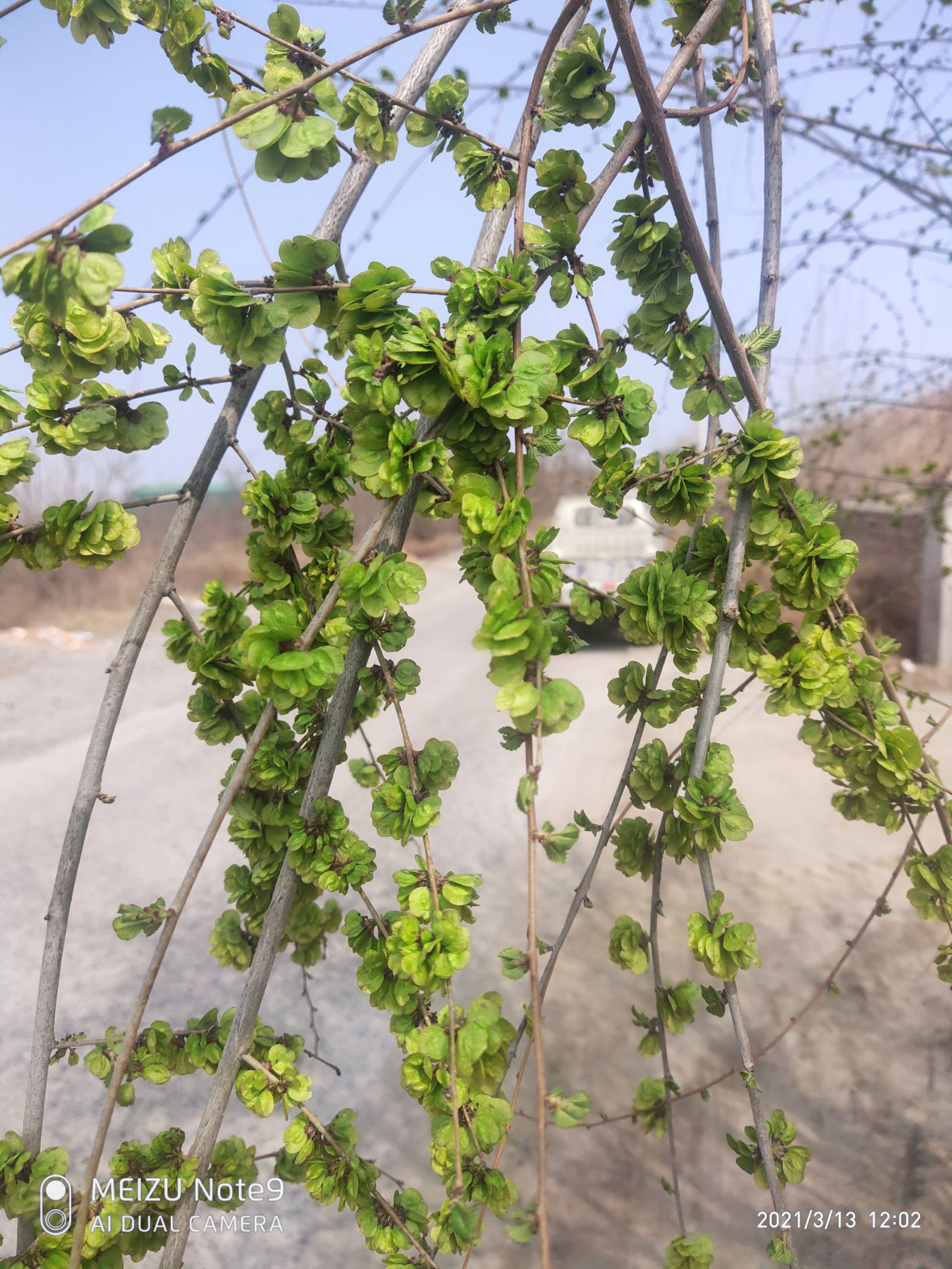 榆钱儿  新鲜当天采摘当天发货当季野菜