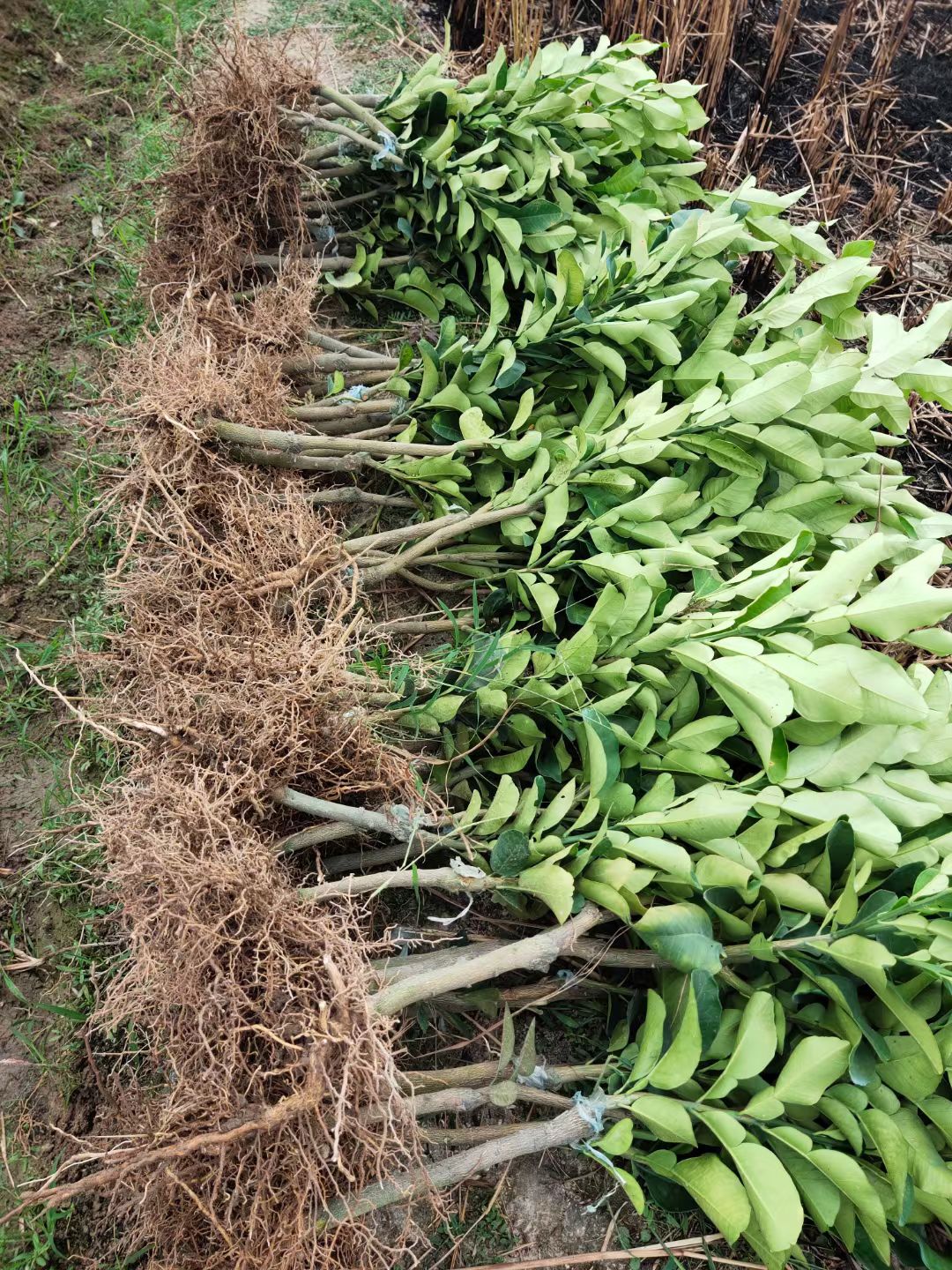 三红蜜柚苗  三红蜜柚子苗