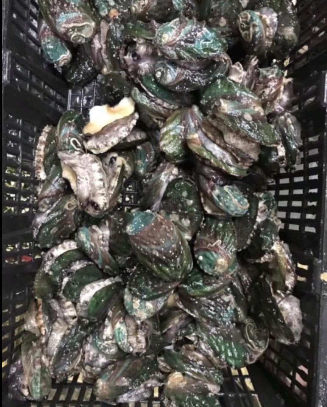 青边鲍 鲜活水产