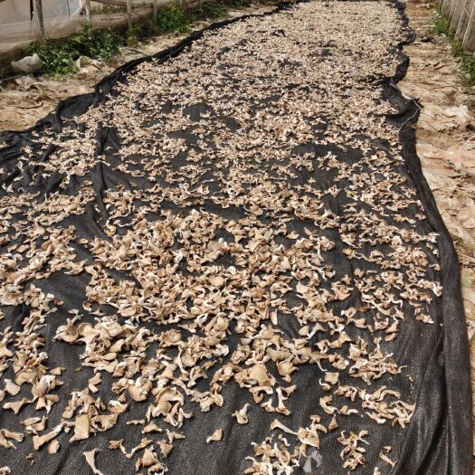盘州市盘州市平地雨格食用菌干平菇厂家生产基地