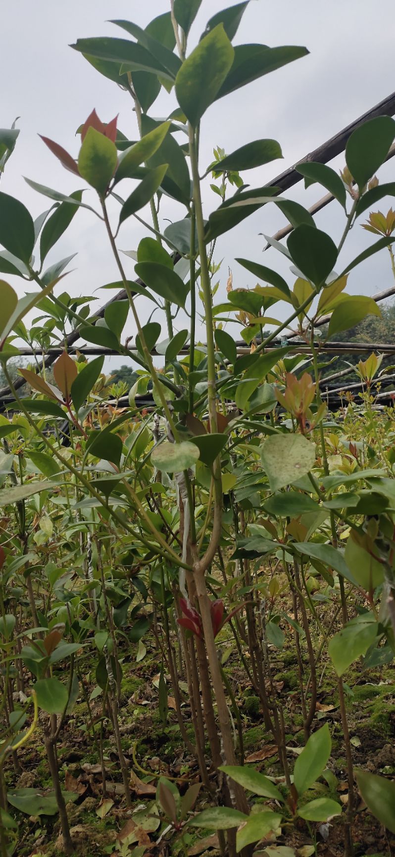 优质大红八角树苗    地苗    直生苗    三到4年苗