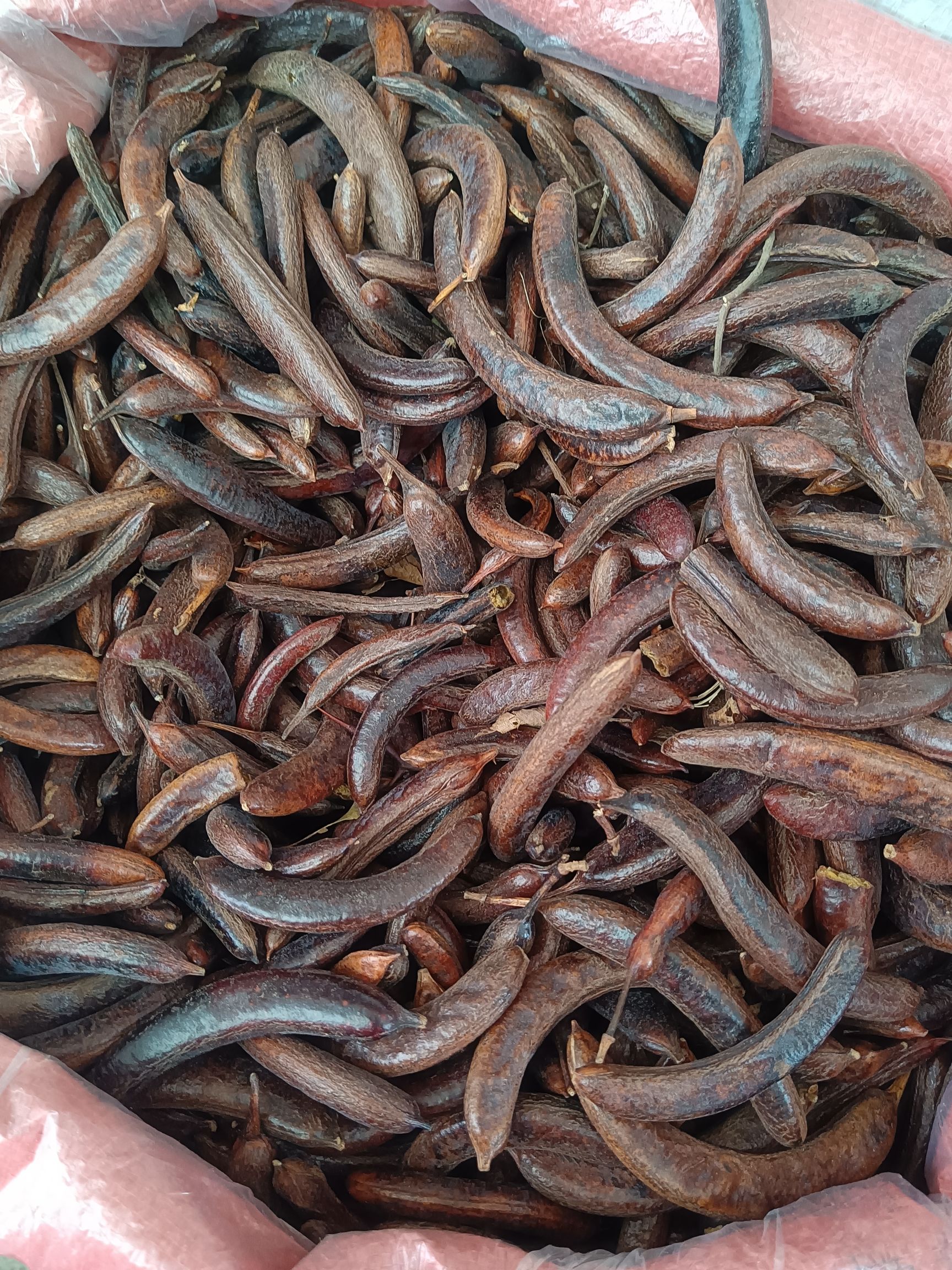 皂角皂荚大小皂角有货量大从优