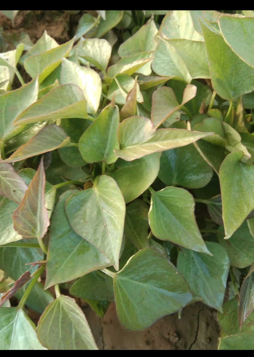 西瓜红红薯苗  红薯苗西瓜红 红薯苗:脱毒哈蜜，六鳌密薯，玛莎莉，商薯19，