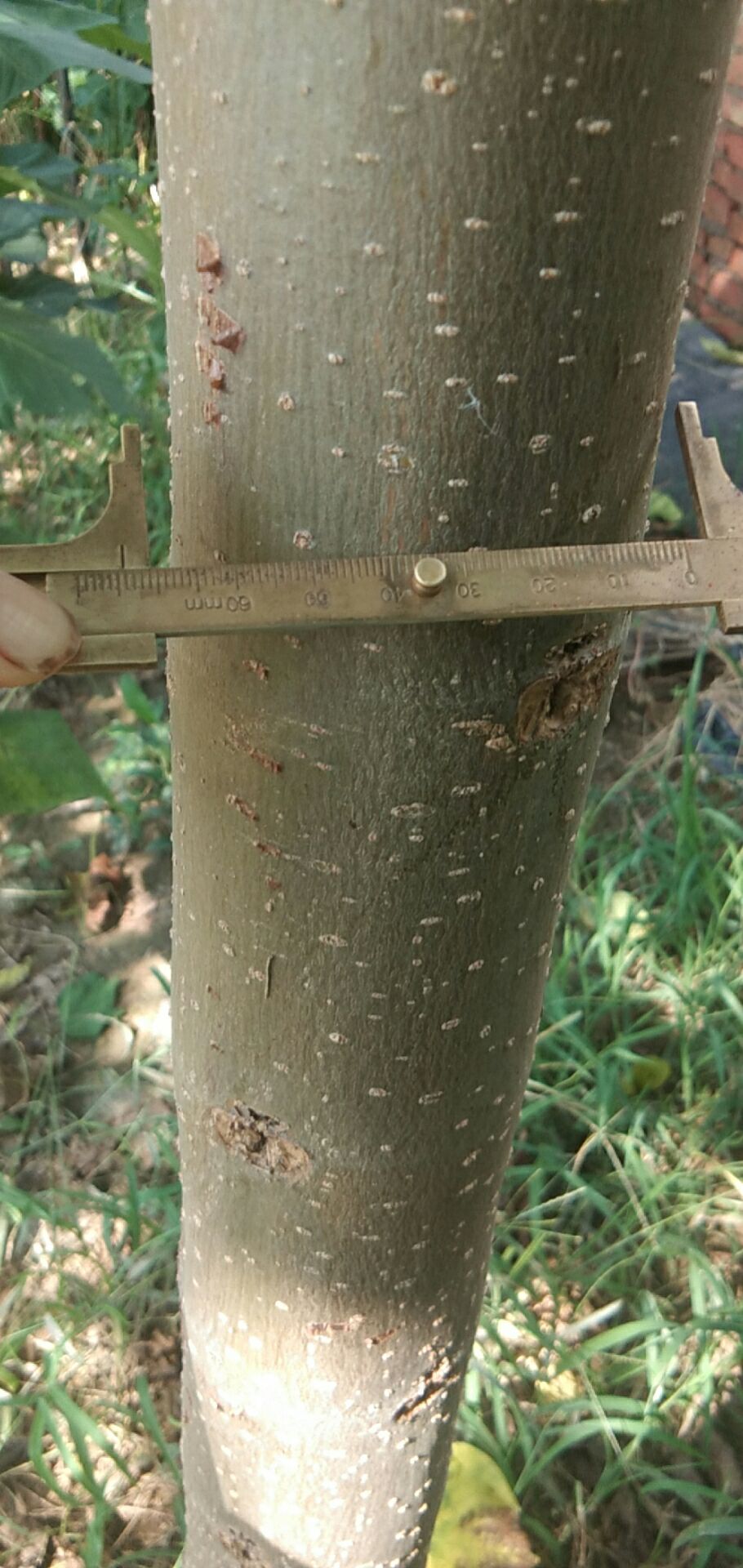 河南楸 出售楸树，七八万棵规格不一，还有七八千棵紫叶李