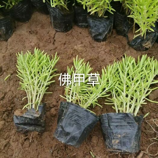 青州市瓜子黄杨 