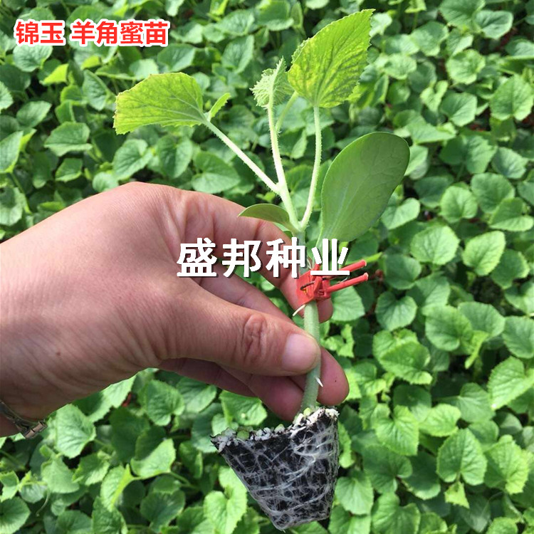 嫁接羊角蜜甜瓜苗 直根苗 裸根苗