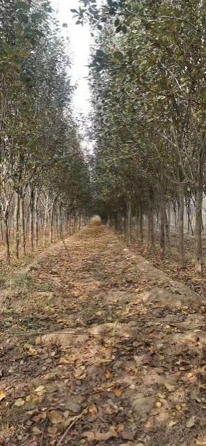 开封大叶白蜡树 白腊8至14公分便宜处理