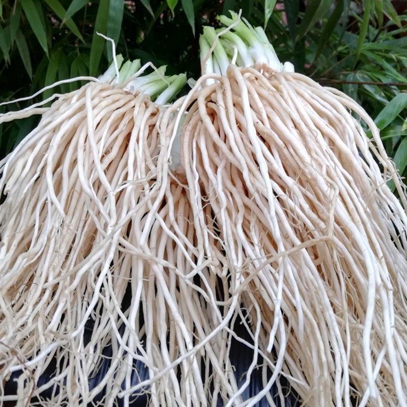 云南撇菜根大叶韭菜洗净大韭菜根可做咸菜佤味鸡脚配料非小韭菜