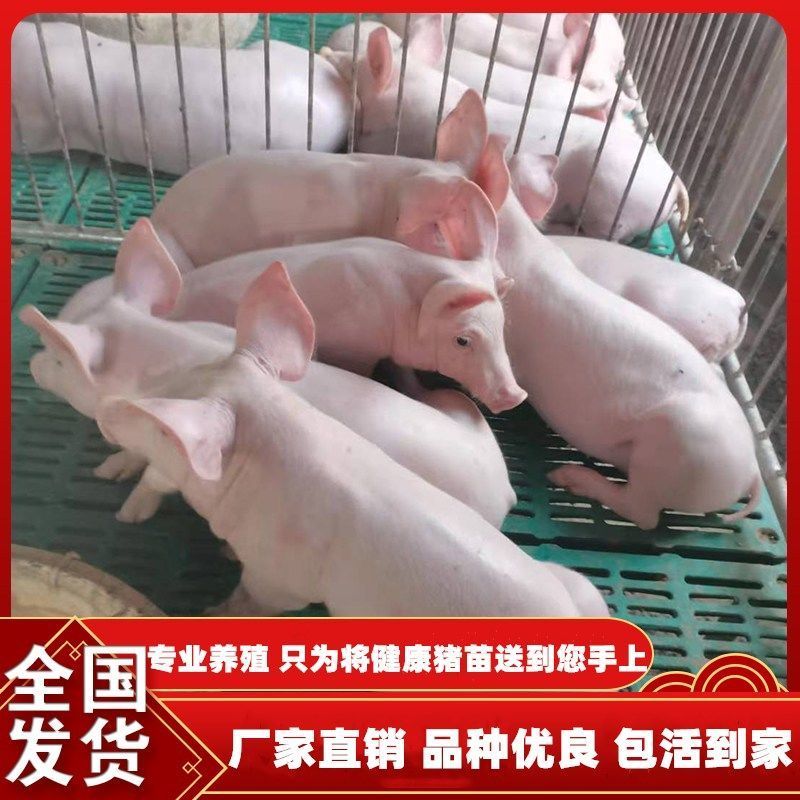 猪苗  纯种长白猪活体怀孕母猪育肥猪肉猪太湖猪小猪仔活杜洛克大白猪