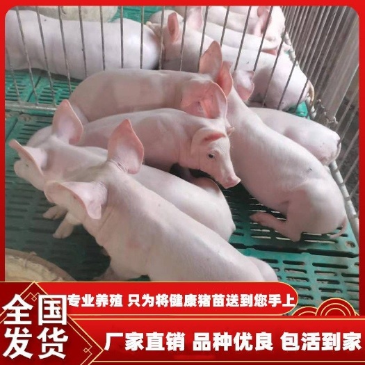 东海县猪苗  纯种长白猪活体怀孕母猪育肥猪肉猪太湖猪小猪仔活杜洛克大白猪