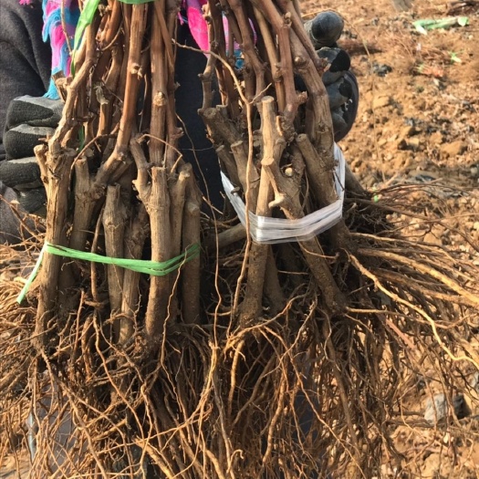 绥中县白鸡心葡萄苗  成活率高   果实好吃