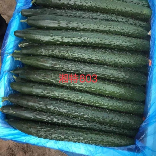 黄瓜种子  湘特803 早熟 油亮型 耐热 肉厚心腔小  瓜