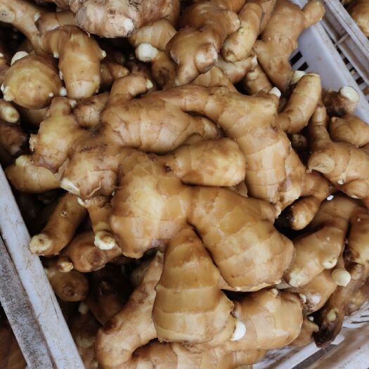 安丘市小黄姜  山东大黄姜，精品水洗姜，按需定制，平台交易，坏烂包赔全国发货