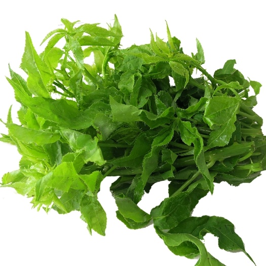 刺五加菜  云南野菜西双版纳刺五加簕菜苦刺菜三加皮撒撇苦菜非东北刺五加