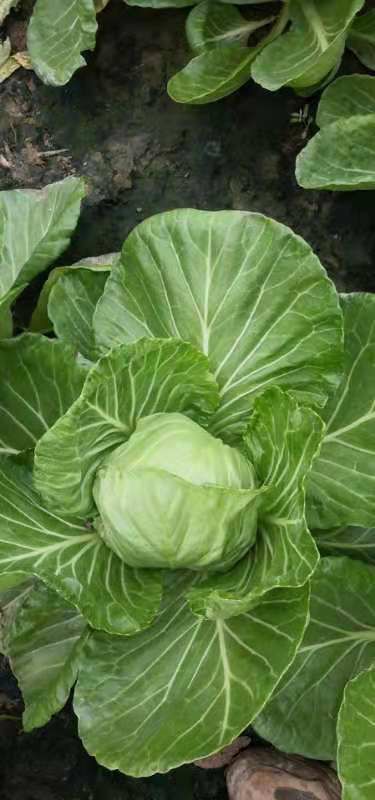 山东聊城新鲜中甘系列包菜批发供货稳定品质优良蔬菜甘蓝类