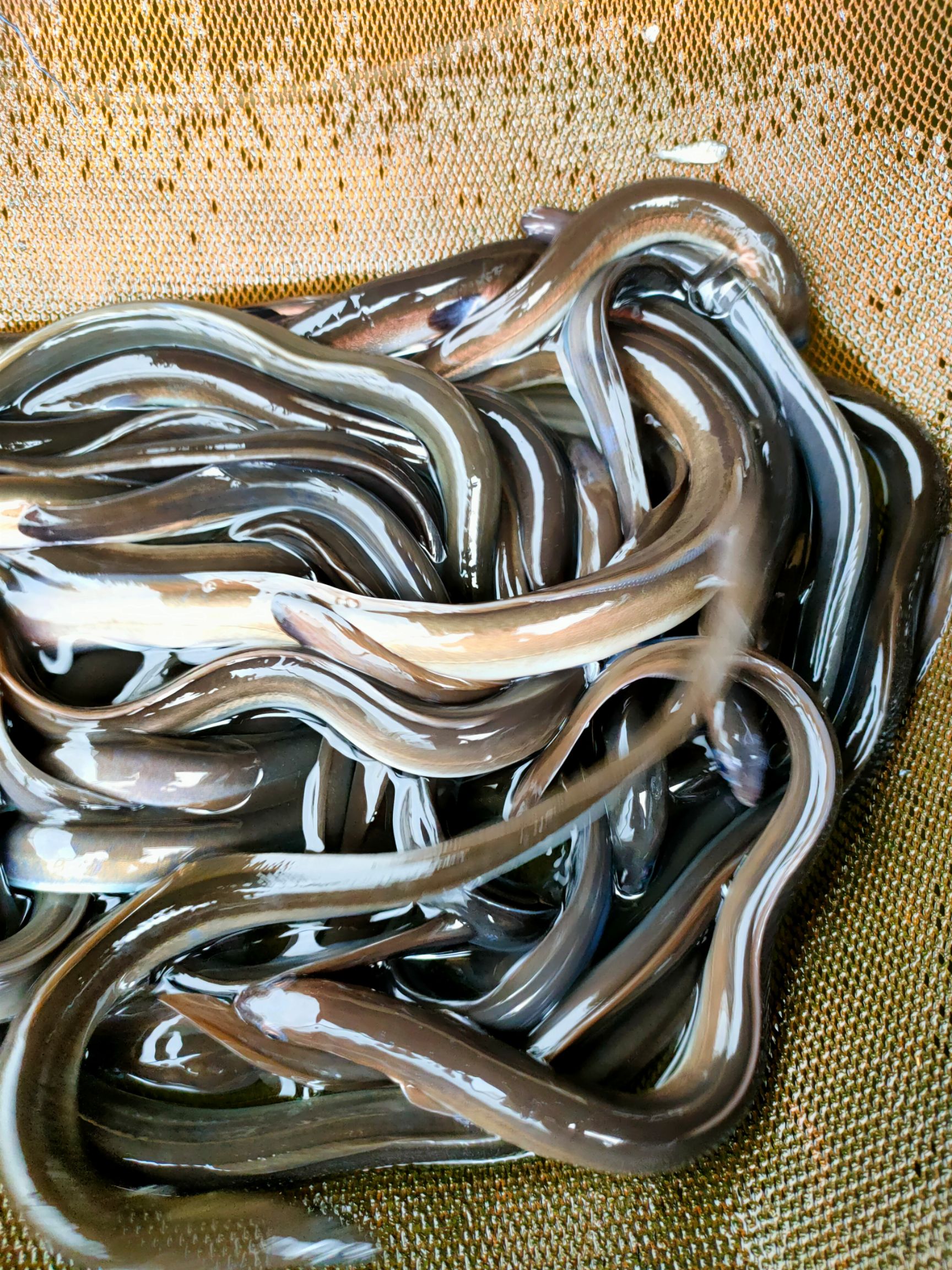 白鳝苗，鳗鱼苗，白鳗鱼苗，苗