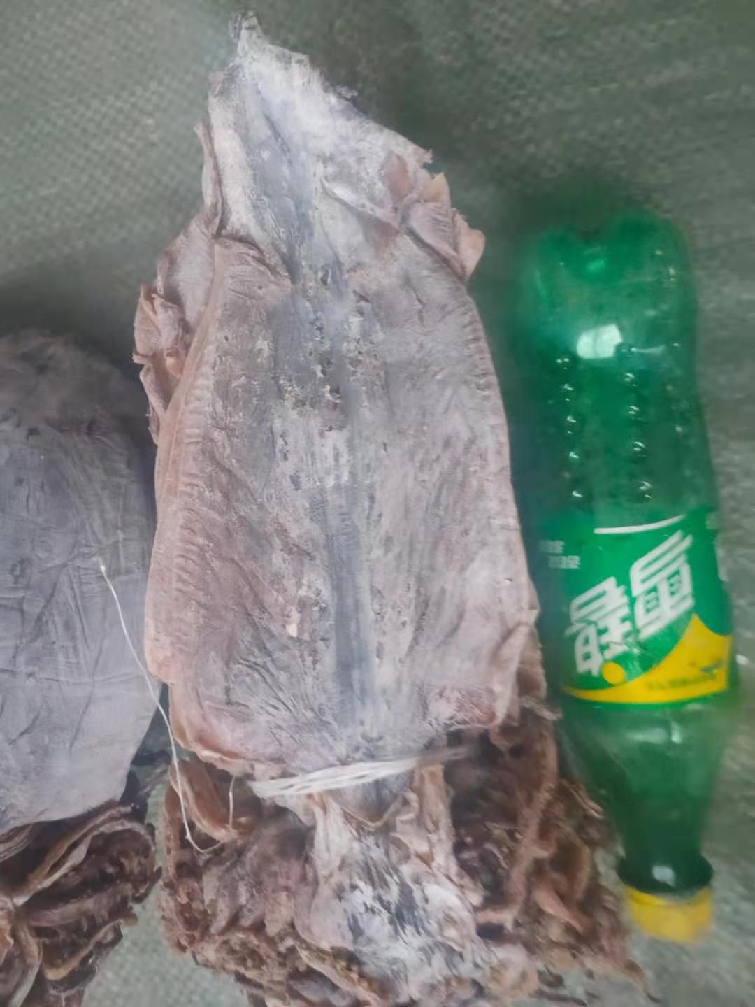 高水发量鱿鱼干，一斤能发6斤