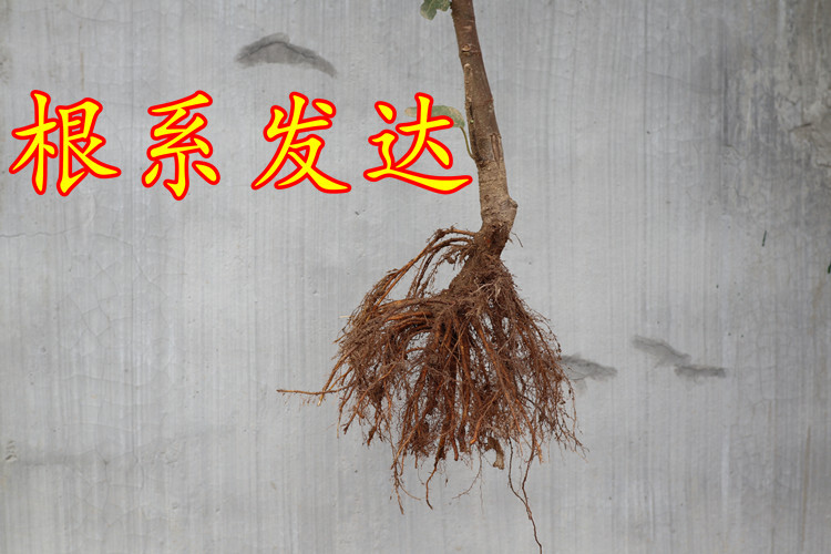 平邑县 布兰瑞克无花果苗