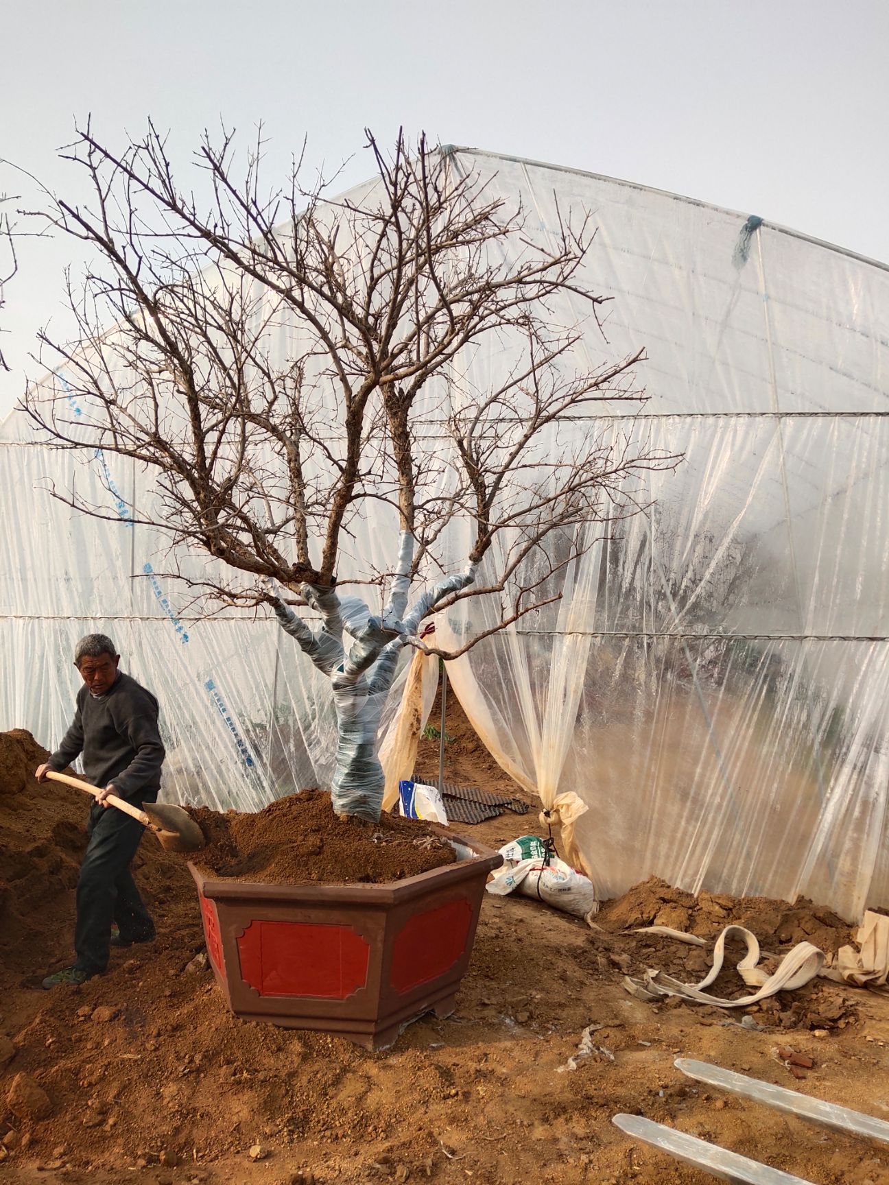 盆栽造型石榴树