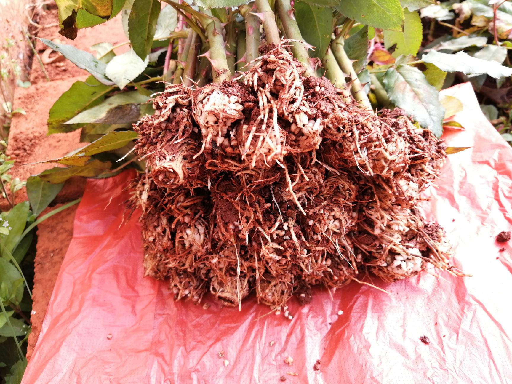 玫瑰苗  四季玫瑰  卡罗拉 月季
