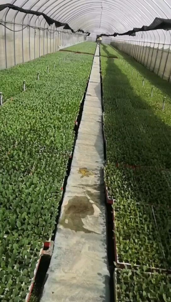 包菜苗  牛心甘蓝苗，茶氏育苗有限公司，常年供应各种各样牛心