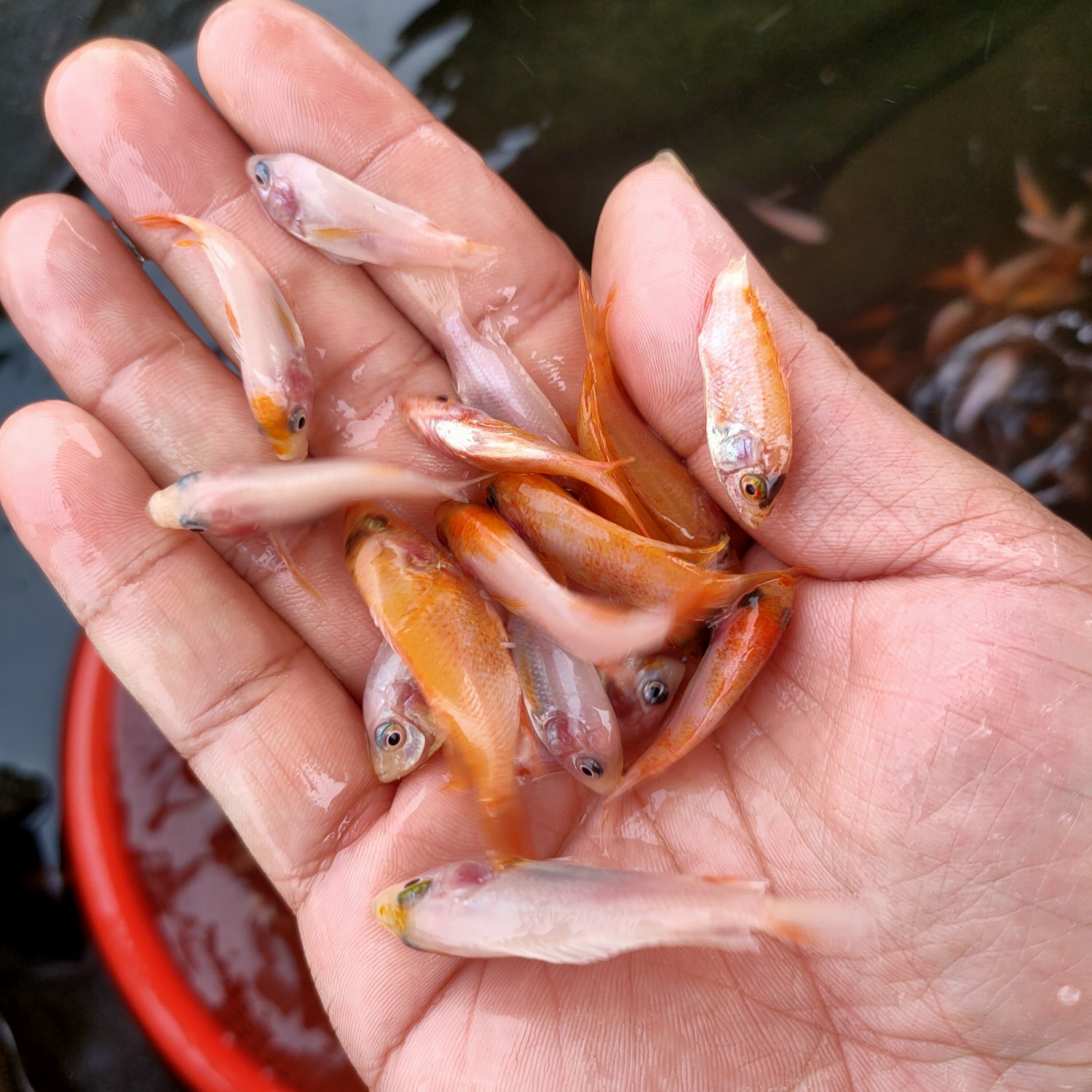 红罗非鱼苗  罗飞苗，红罗飞苗，彩虹雕鱼苗，纹红罗飞苗