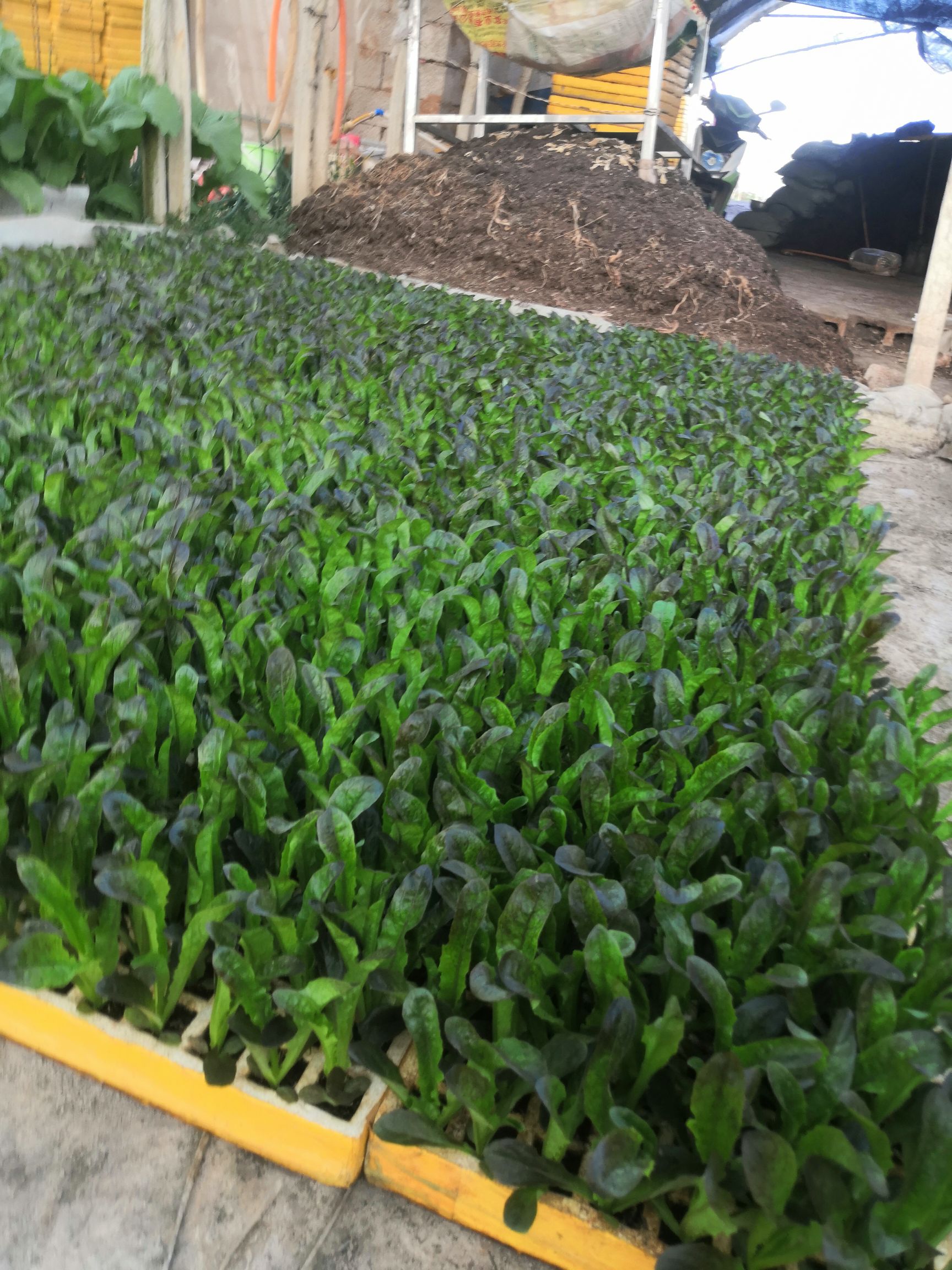 青香红尖莴笋苗，茶氏育苗有限公司，常年供应各种各样莴笋苗