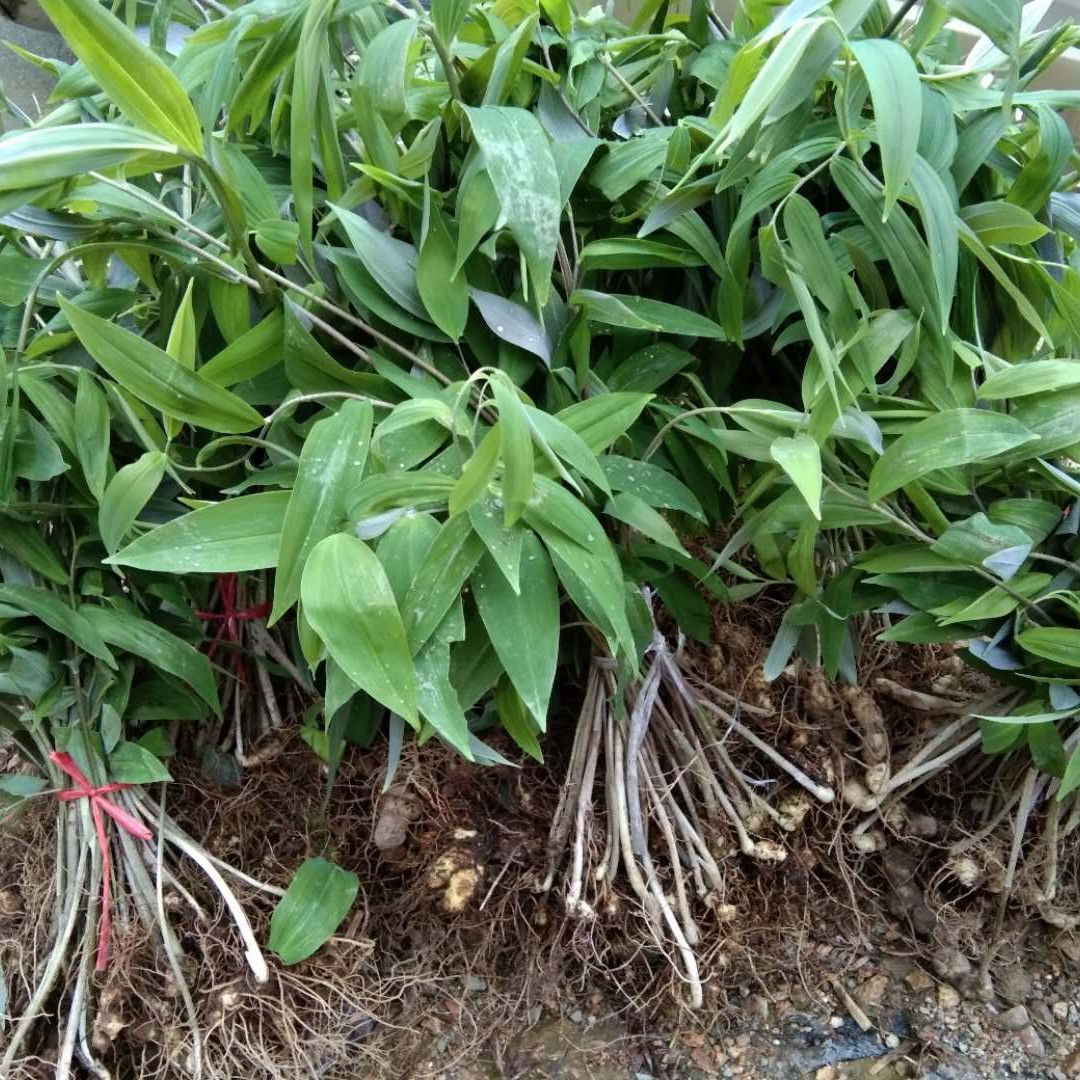 黄精种苗  黄精苗多花姜型高产成活率高好管理