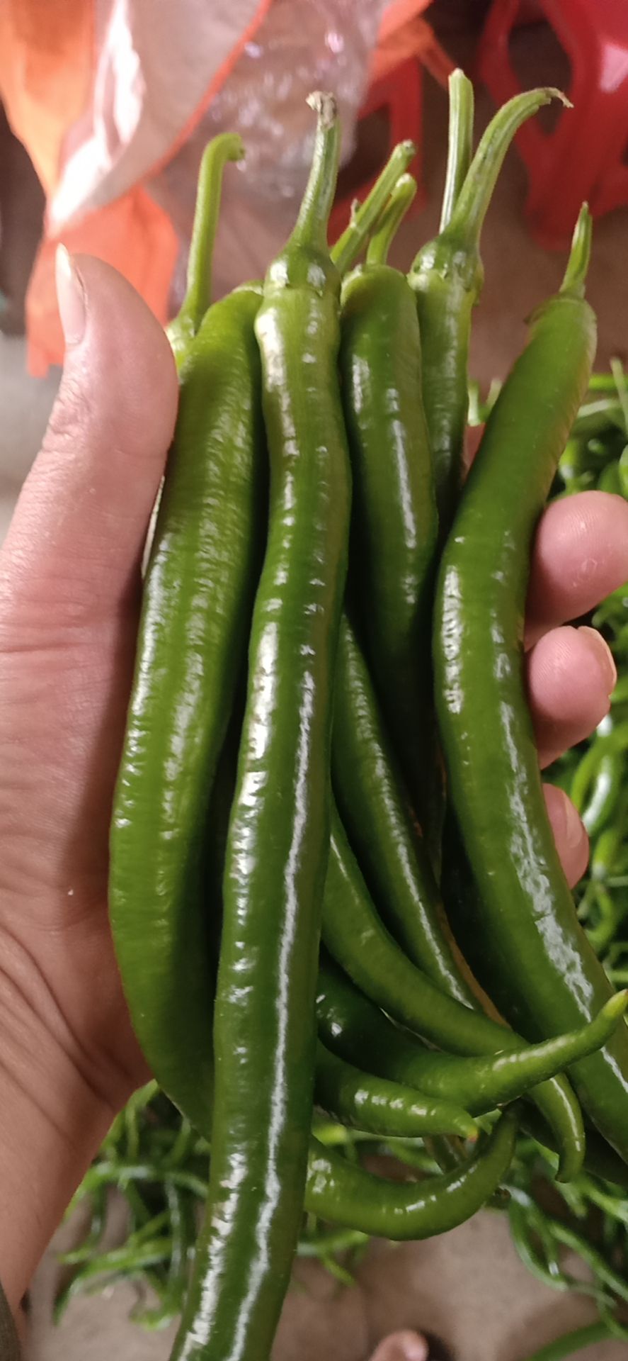 辣椒  大量棘椒上市欢迎各位老板过来釆购