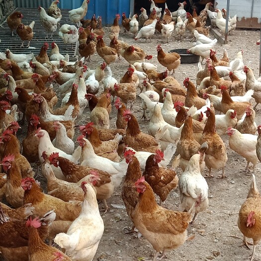 惠来县淘汰鸡  黄油老母鸡纯喂养粮食蛋鸡红鸡白鸡