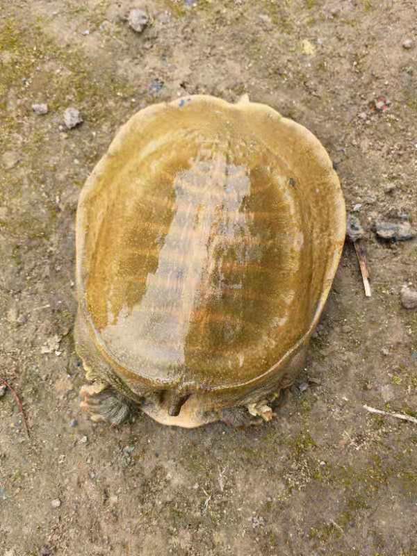 黄沙鳖  外塘甲鱼规格齐全，对外批发，量大优惠