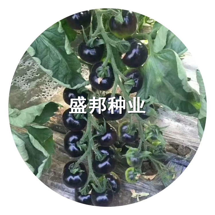 彩色小柿子苗 圣女果苗 千禧苗 贝贝小柿子苗