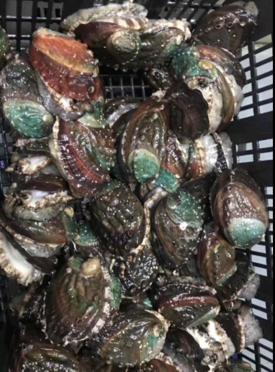 青边鲍 鲜活水产