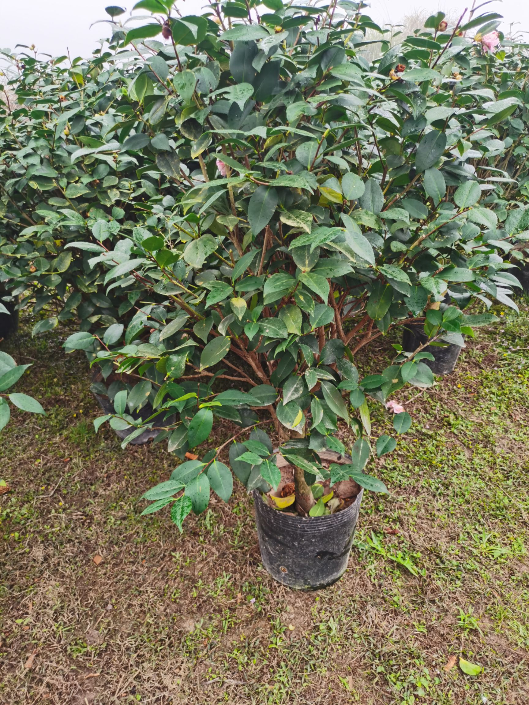 山茶花  急处理300颗香妃