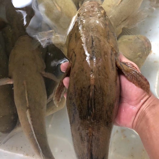 博罗县笋壳鱼苗  、竹壳鱼苗、杂交笋壳苗、竹壳苗