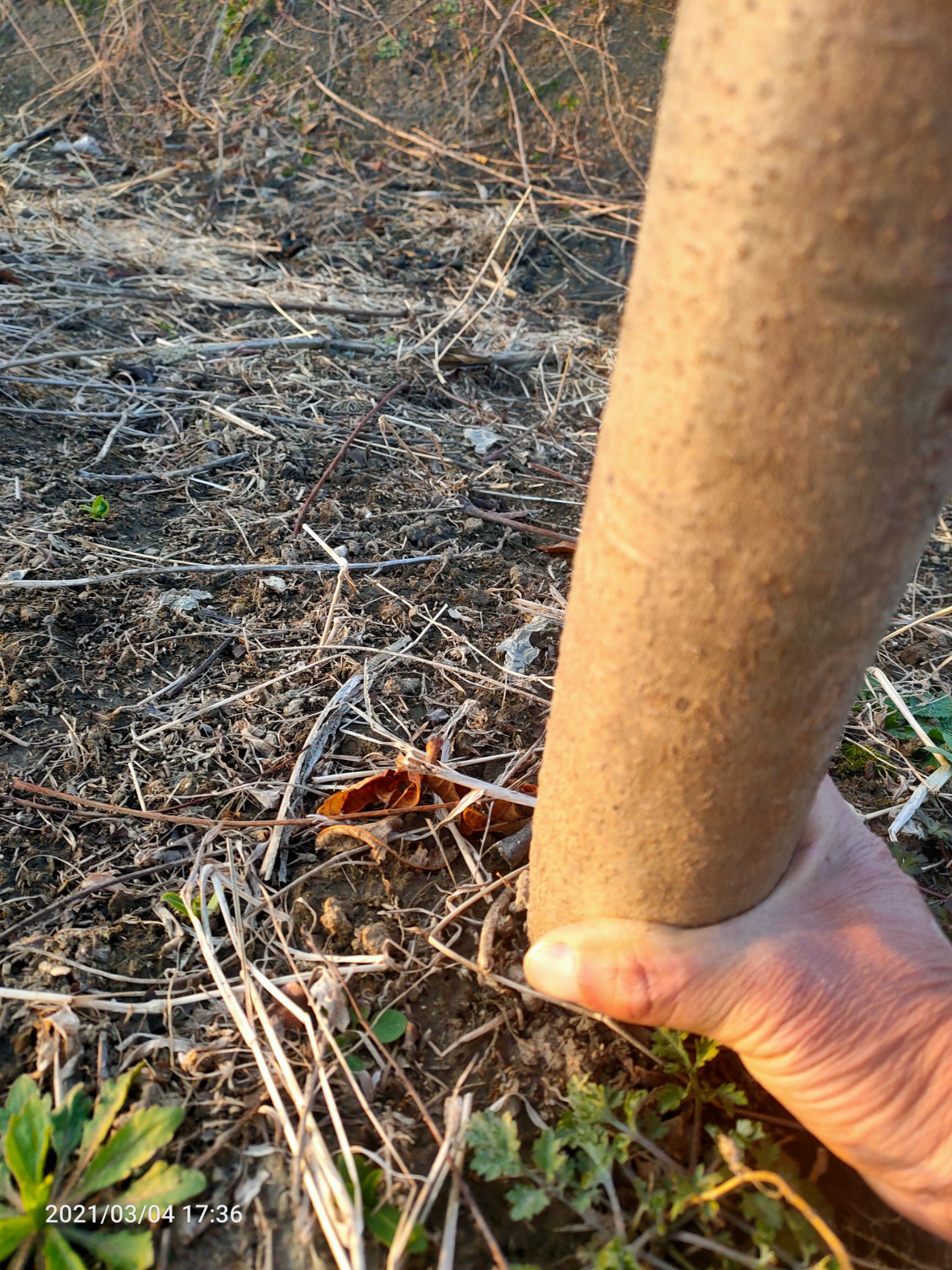 香椿大苗，现挖现装车